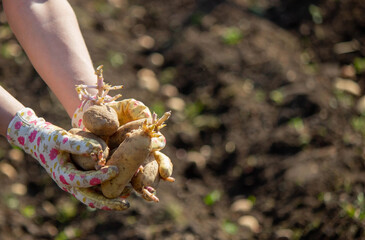 planting potatoes in spring, farm potatoes in hands. Selective focus.