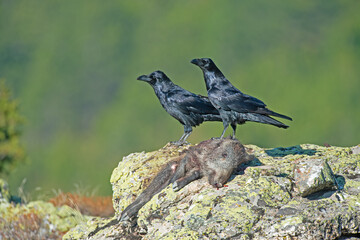 Northern Raven (Corvus corax) feeding on wild boar carrion.