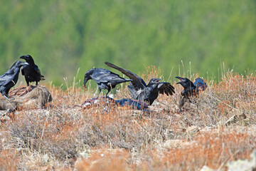 Northern Raven (Corvus corax) feeding on wild boar carrion.