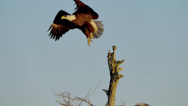 Beautiful shot of Bald Eagle sitting atop of a tree - eagle flies away in super slow motion as camera tracks him.  Sunset golden hour.  4K.