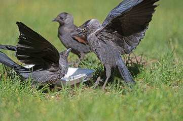 Western Jackdaw (Coloeus monedula) feeding on rubbish.