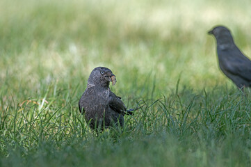 Western Jackdaw (Coloeus monedula) feeding on rubbish.