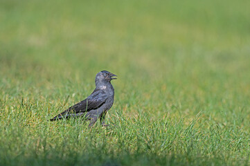Western Jackdaw (Coloeus monedula) standing in the grass.