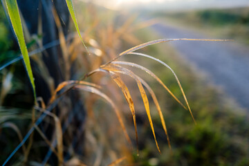 Gras with sunrise with morning dew