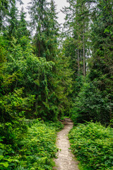 Path leading through dense spruce forest. Tourist route.