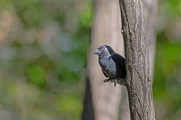 Western Jackdaw (Coloeus monedula) standing on the branch.