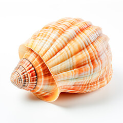 Fototapeta premium shell on a white background