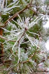 Green pine branches in the garden covered with morning white frost