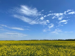 Obraz premium rapeseed field and sky