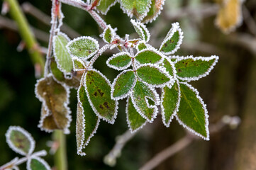 Rose leaves covered with white frost