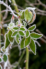 Rose leaves covered with white frost