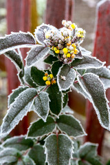 Ilex branches and leaves in the garden covered with morning white frost