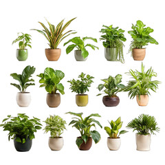Potted Plants Collection. Collection of Beautiful Plants in Ceramic Pots Isolated for a Detailed View of Indoor Greenery.. Cutout PNG.