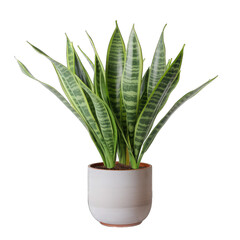 Potted Snake Plant Dracaena Trifasciata - A Snake Plant Also Known as Dracaena Trifasciata Presented in a Pot Showcasing Its Long Upright Leaves and Easy. Care Natur. Cutout PNG.