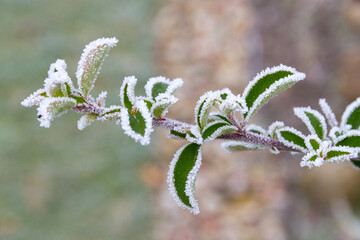 Green bush leaves covered with white frost in the garden
