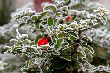 Red berries and green bush leaves covered with white frost in the garden