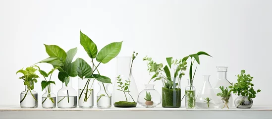 Fotobehang Plants on white backdrop showcased by lab glassware © 2rogan