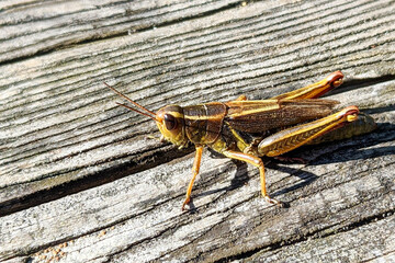A two-striped grasshopper (Melanoplus bivittatus) resting on a weathered wood background.