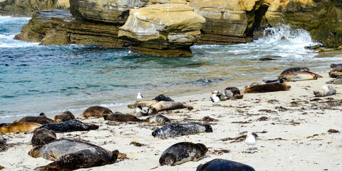 Children's Pool Beach in La Jolla, California, with resting harbor seals (Phoca vitulina) and Western Gulls (Larus occidentalis). © Sean