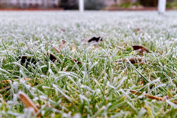 Green grass covered with morning white frost in the garden