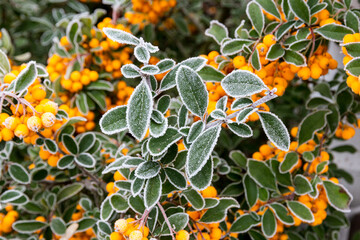 Yellow berries and green bush leaves, covered with white frost.