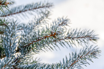 Green spruce branches in the garden covered with morning white frost