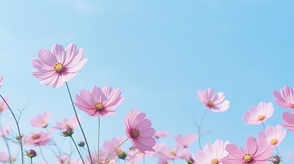 Fototapeta na wymiar Pink cosmos flower blooming in the field in sunny day. AI generated image