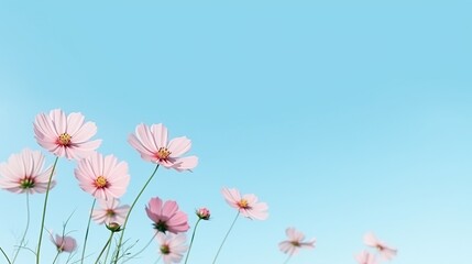 Pink cosmos flower blooming in the field in sunny day. AI generated image