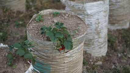Fototapeta premium Strawberry fields and views of the highlands in Tawangmangu, Karanganyar.