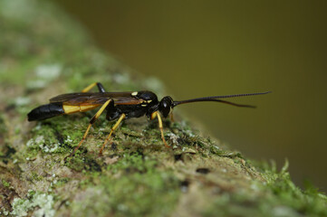 Closeup on a colorful yellow and black Ichneumonid wasp sitting on wood