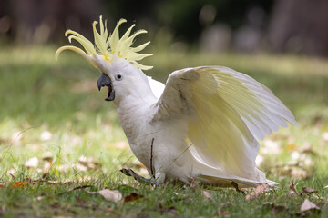 Alarmed Australian Sulphur-crested Cockatoo with erect crest and wings open © Ken Griffiths