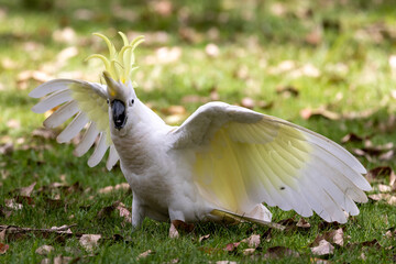 Alarmed Australian Sulphur-crested Cockatoo with erect crest and wings open