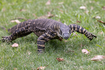 Australian Lace Monitor lizard in search of food