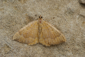 Closeup on a colorful yellow shell moth, Camptogramma bilineata, sitting on a stone