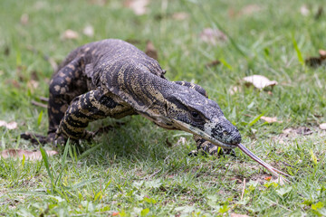 Australian Lace Monitor lizard in search of food