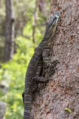 Australian Lace Monitor lizard climbing tree