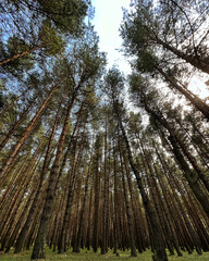 trees in the forest