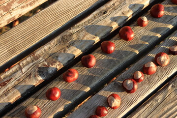 chestnuts on the bank, autumn. nature inspirations