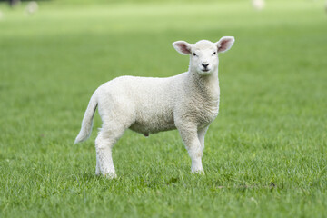 Single lamb in a paddock 