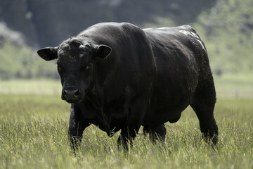 Angus bull on a New Zealand farm