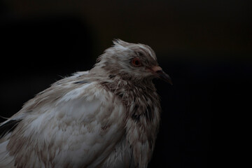 Pigeon