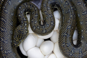 Australian Diamond Python with egg clutch