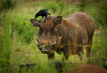 Common Warthog - Phacochoerus africanus  member of Suidae found in grassland, savanna and woodland, warthog pig in savannah in Africa. Red brown pig on the green grass in Uganda with black bird - obrazy, fototapety, plakaty