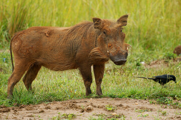 Common Warthog - Phacochoerus africanus  member of Suidae found in grassland, savanna and woodland,...