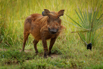Common Warthog - Phacochoerus africanus  member of Suidae found in grassland, savanna and woodland,...