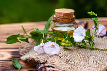 Convolvulus arvensis, or field bindweed making an elixir or tincture with essential oil from...