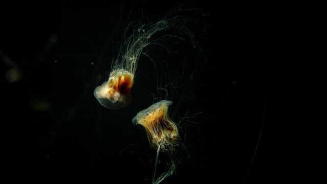 Lion's Mane Jellyfish Cyanea Capillata