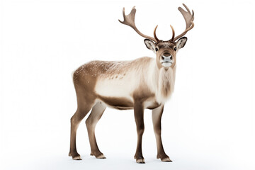 Naklejka na ściany i meble reindeer on white background