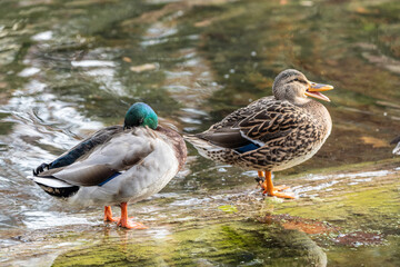 Two Mallard Ducks (Anas platyrhynchos) rest on a log with fall color background. 