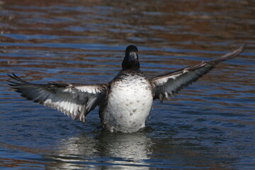 tufted duck in a pond